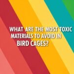 What Are The Most Toxic Materials To Avoid In Bird Cages? A ...