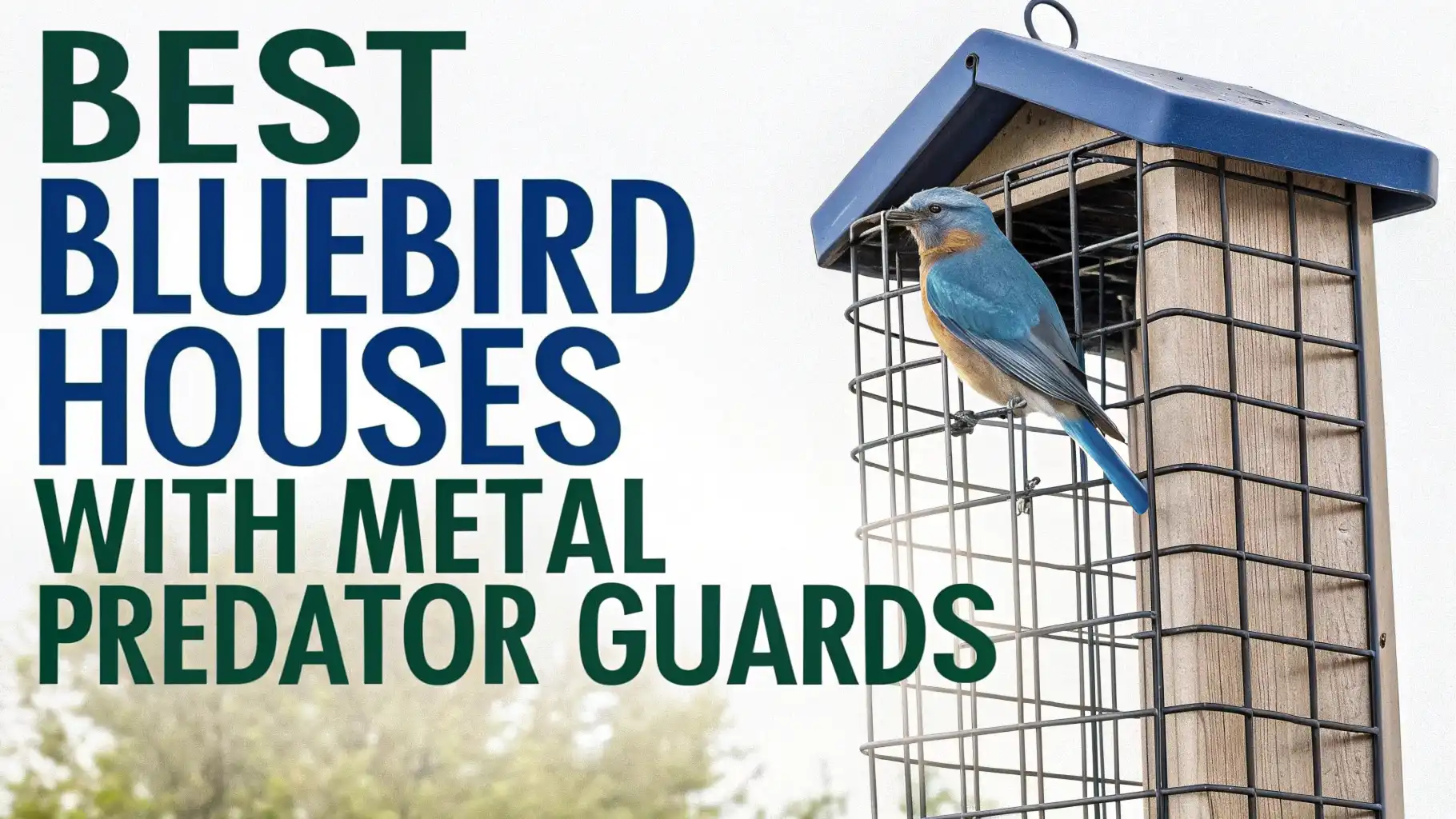 7 Best Bluebird Houses with Metal Predator Guards: Complete Guide