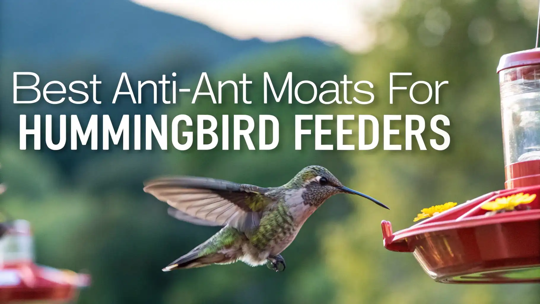 5 Best Anti-Ant Moats for Hummingbird Feeders in 2026