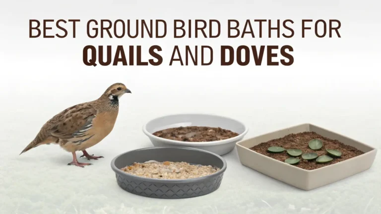 7 Best Ground Bird Baths for Quails and Doves in 2026
