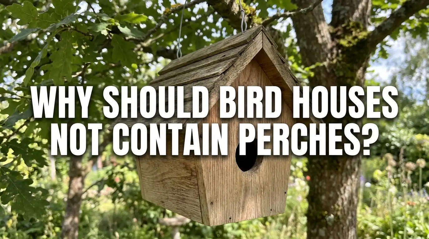 Why Should Bird Houses Not Contain Perches?